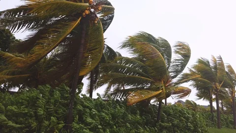 Rain and wind and really bad weather conditions during a cyclone on mauritius Stock Footage 127106919