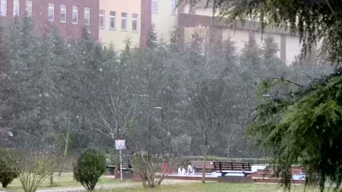 Rain and wind falling on the trees Stock Footage 169243637