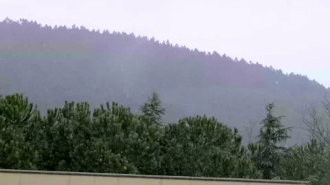 Rain and wind falling on the trees Stock Footage 169243658