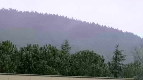 Rain and wind falling on the trees Stock Footage 169243853