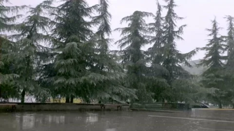 Rain and wind falling on the trees Stock Footage 169244917