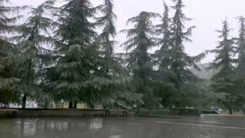 Rain and wind falling on the trees Stock Footage 169245675