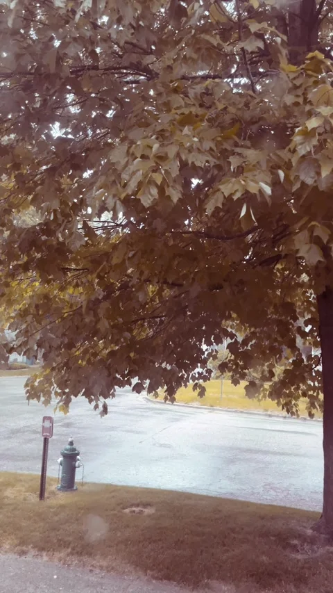 Rain and wind Video stock 279520623