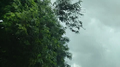 Rain and Wind on Glass Window with Moving Greenery Time Lapse Stock Footage 345546344