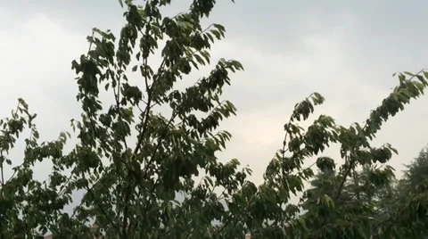 Rain and wind on the leaves 2 Stock-Footage 39744499
