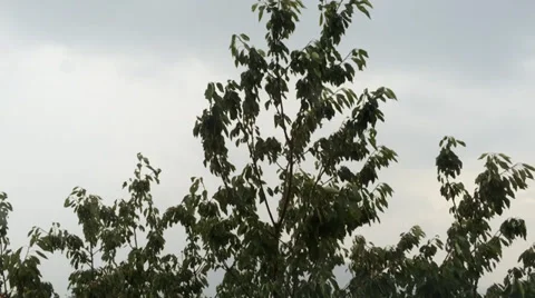 Rain and wind on the leaves Stock-Footage 39744501
