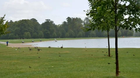 Rain And Wind In London Hyde Park Stock Footage 104623913