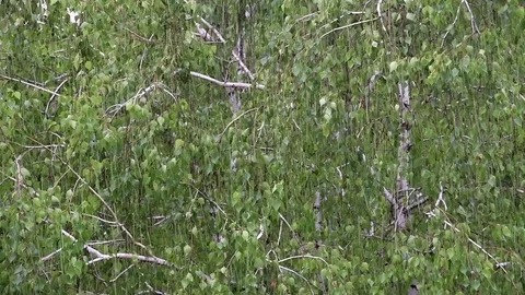 Rain and wind moving trees Stock Footage 106981146