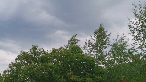 Rain and wind in trees and bushes Stock-Footage 132798153