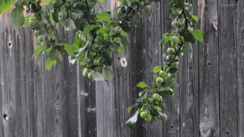 Rain in apple garden Video stock 207167510