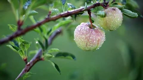 Rain apples Vídeos de archivo 26179230