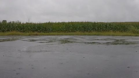Rain on asphalt by corn Video stock 97295225