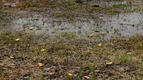 Rain in Autumn Stock-Footage 80610473