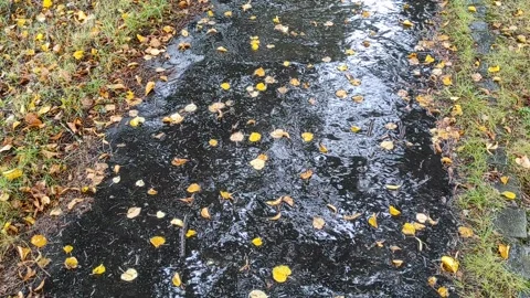 Rain in autumn 스톡 동영상 285218310