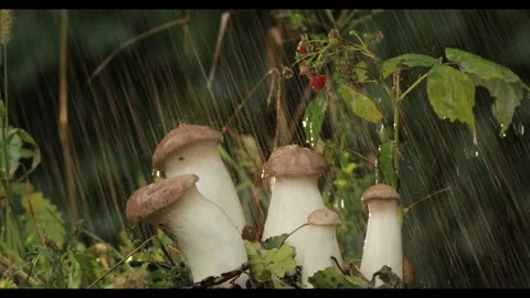 The rain in autumn forest. Stock Footage 214018155