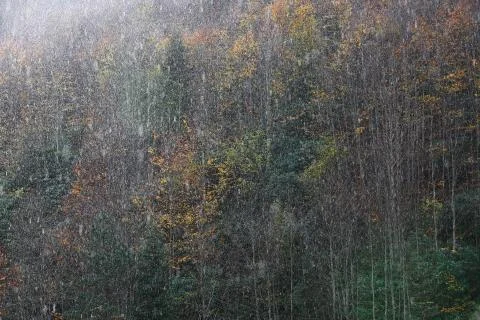 Rain autumn Stock Photos