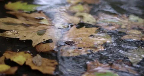Rain in Autumn. Raindrops Fall on a Concrete Walkway With Water and Fallen 動画素材 71271643
