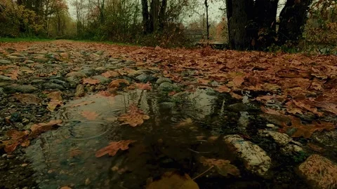 Rain in autumn in the woods Stock Footage 231729490