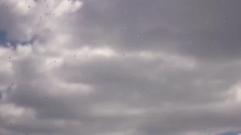 Rain on the Background of the Clouds. Stock Footage 77005076