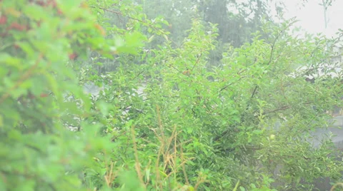 Rain background Stock Footage 27499187