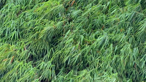 Rain on a background of green leaves Stock Footage 303389273