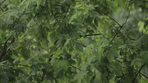 Rain on a background of green trees 20 seconds 스톡 동영상 46985735