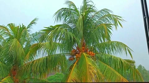Rain on the background of a palm tree Stock Footage 264035404
