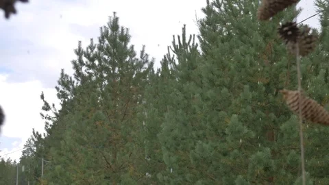 Rain on the background of trees Stock Footage 81014556