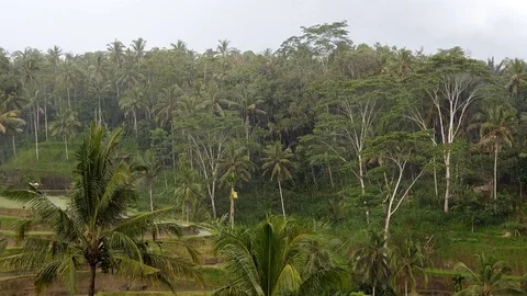 Rain in Bali Rice fields slow motion Stock Footage 102551892