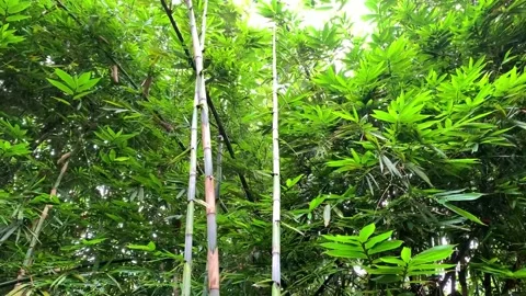 Rain in the bamboo forest Stockbeeldmateriaal 232353541