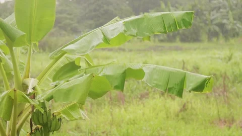 Rain in the Banana Tree Yard Video stock 298165045