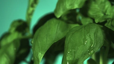 Rain on basil. Ultra slow motion hispeed 2000fps Stock Footage 93095250