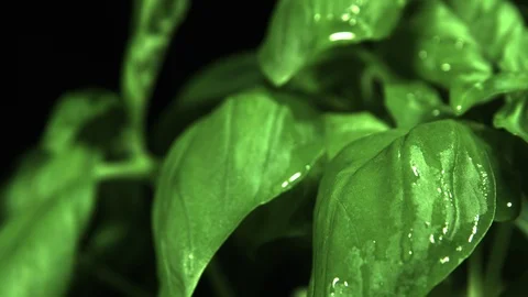 Rain on basil. Ultra slow motion hispeed 2000fps Stock Footage 93095375