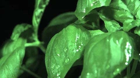 Rain on basil. Ultra slow motion hispeed 2000fps Stock Footage 93095804