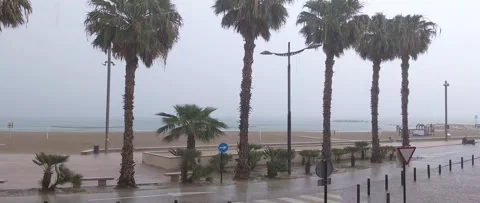 Rain on the beach and palm trees on the waterfront Stock Footage 272219133