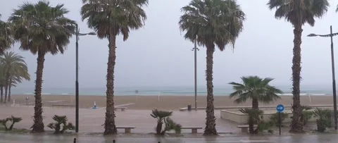 Rain on the beach and palm trees on the waterfront Stock Footage 289610633