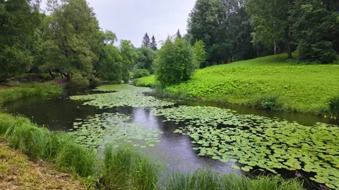 Rain in a beautiful park. Slowmotion Stock Footage 341815406