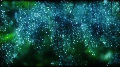 Rain. Beauty in nature Stock Footage 45681666