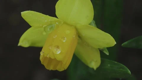 Rain on blooming daffodil flower macro Stock Footage 300222987
