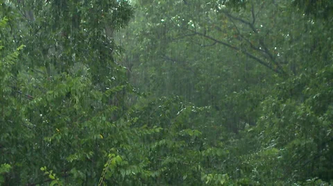 Rain Blowing through Windy Trees during Stormy Weather Stock Footage 32517386