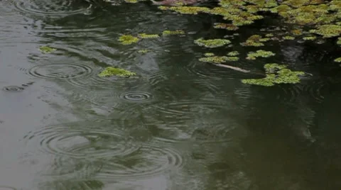 Rain on the bog Stock Footage 8830061
