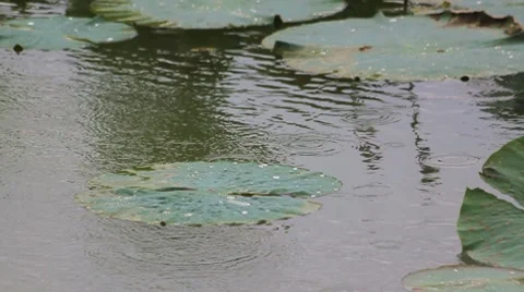 Rain on the bog Stock Footage 8830391