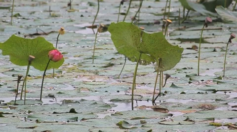 Rain on the bog Stock Footage 8830925