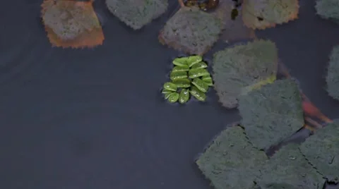 Rain on the bog Stock Footage 8831027
