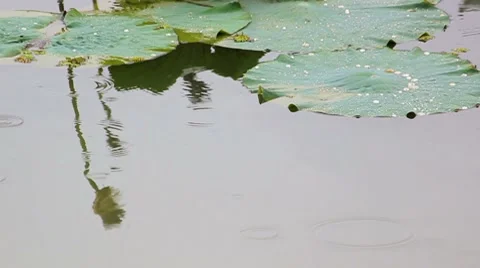Rain on the bog Stock Footage 8831663