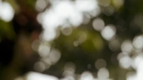 Rain bokeh on leaves Stock Footage 245531135
