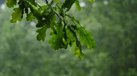 Rain on branches and foliage of oak slow motion with camera moving up Video stock 51862926
