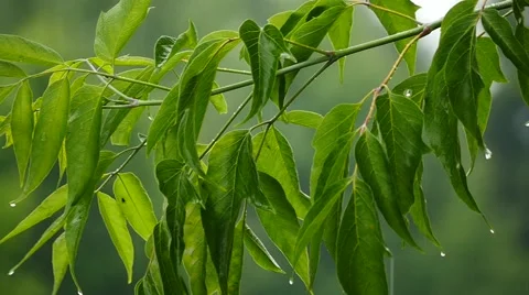 Rain on branches and foliage slow motion with camera moving close up Stock Footage 51862905