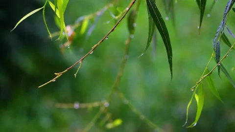 The rain on the branches and leaves Stock Footage 236884701