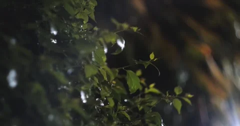 Rain on branches of an ornament small tree 스톡 동영상 242179771